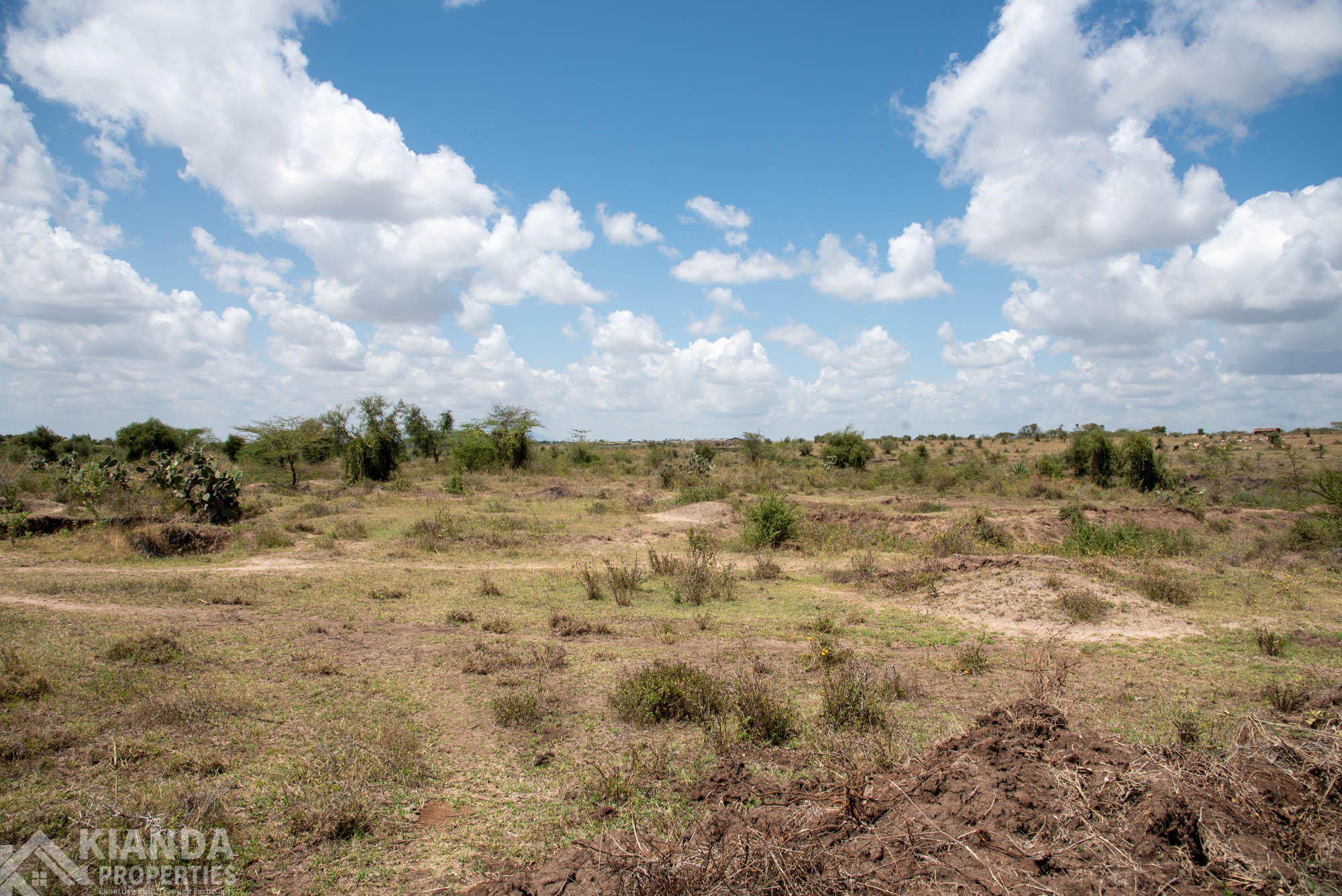 VMA 0793 Everlyne Land